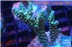 Acropora green Indonesia 2-4 cm WYSIWYG acclimaté
