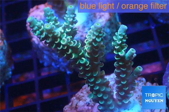 Acropora green Indonesia 2-4 cm WYSIWYG acclimaté