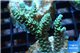 Acropora green Indonesia 2-4 cm WYSIWYG acclimaté