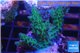 Acropora green blue Australia 3-4 cm WYSIWYG acclimaté