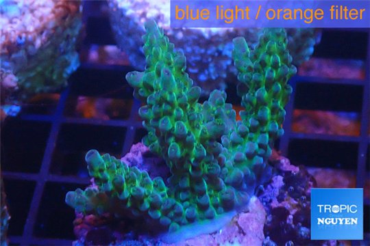 Acropora green blue Australia 3-4 cm WYSIWYG acclimaté
