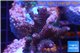 Acropora millepora pink Indonesia 2-4 cm WYSIWYG acclimaté
