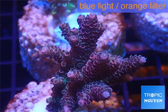 Acropora millepora pink Indonesia 2-4 cm WYSIWYG acclimaté
