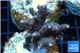 Acropora millepora pink Indonesia 2-4 cm WYSIWYG acclimaté