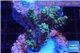 Acropora green Indonesia 2-4 cm WYSIWYG acclimaté