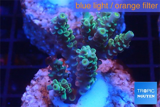 Acropora green Indonesia 2-4 cm WYSIWYG acclimaté
