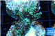Acropora green Indonesia 2-4 cm WYSIWYG acclimaté