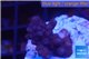 Acropora humilis full purple Fijii 1-2 cm WYSIWYG acclimaté