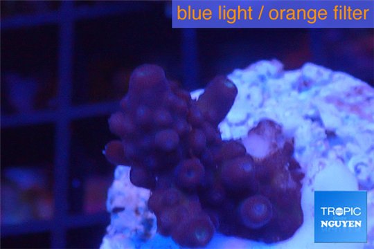 Acropora humilis full purple Fijii 1-2 cm WYSIWYG acclimaté