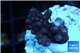 Acropora humilis full purple Fijii 1-2 cm WYSIWYG acclimaté
