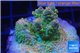 Acropora sunset Australia premium 3-4 cm WYSIWYG acclimaté