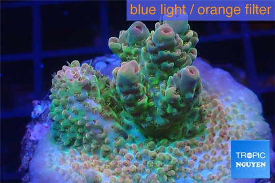 Acropora sunset Australia premium 3-4 cm WYSIWYG acclimaté