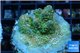 Acropora sunset Australia premium 3-4 cm WYSIWYG acclimaté