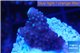 Acropora humilis full purple Fijii 1-2 cm WYSIWYG acclimaté