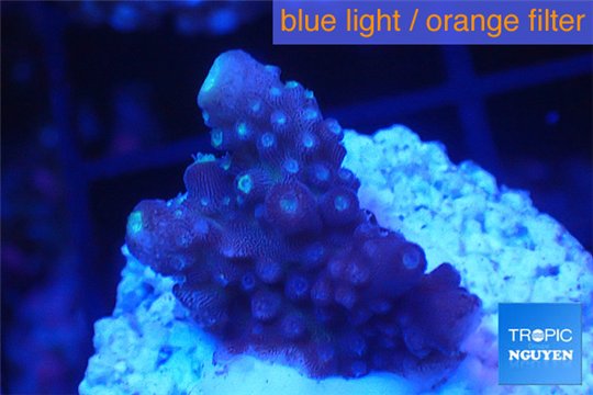 Acropora humilis full purple Fijii 1-2 cm WYSIWYG acclimaté