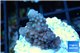Acropora humilis full purple Fijii 1-2 cm WYSIWYG acclimaté