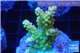 Acropora golden purple Indonesia 3-4 cm WYSIWYG acclimaté