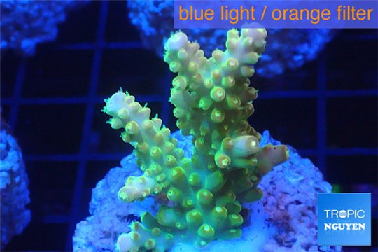 Acropora golden purple Indonesia 3-4 cm WYSIWYG acclimaté