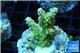 Acropora golden purple Indonesia 3-4 cm WYSIWYG acclimaté