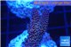 Acropora millepora pink Indonesia 2-4 cm WYSIWYG acclimaté