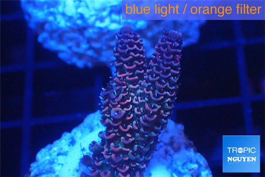 Acropora millepora pink Indonesia 2-4 cm WYSIWYG acclimaté