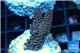 Acropora millepora pink Indonesia 2-4 cm WYSIWYG acclimaté