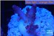 Acropora pink purple table Fijii 1-2 cm WYSIWYG acclimaté
