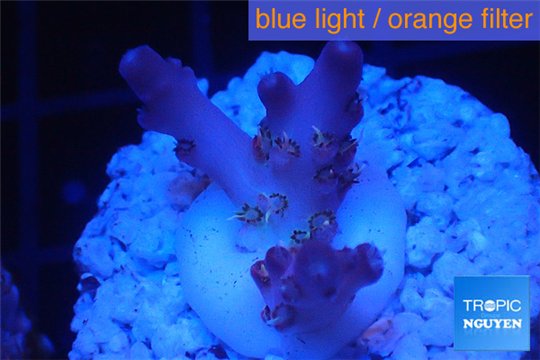 Acropora pink purple table Fijii 1-2 cm WYSIWYG acclimaté