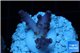 Acropora pink purple table Fijii 1-2 cm WYSIWYG acclimaté