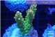 Acropora golden purple Indonesia 3-4 cm WYSIWYG acclimaté