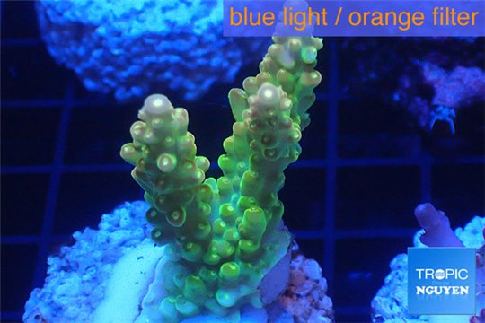 Acropora golden purple Indonesia 3-4 cm WYSIWYG acclimaté