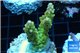 Acropora golden purple Indonesia 3-4 cm WYSIWYG acclimaté