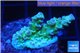 Acropora green golden polyps 1-2 cm WYSIWYG acclimaté