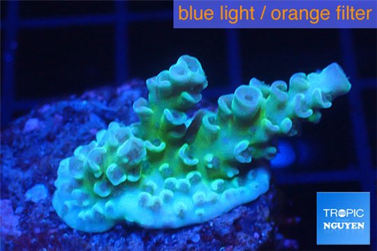 Acropora green golden polyps 1-2 cm WYSIWYG acclimaté