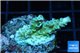 Acropora green golden polyps 1-2 cm WYSIWYG acclimaté