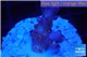 Acropora pink purple table Fijii 1-2 cm WYSIWYG acclimaté