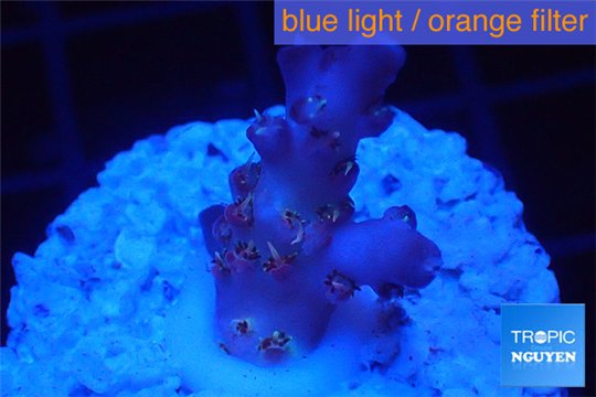 Acropora pink purple table Fijii 1-2 cm WYSIWYG acclimaté