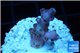 Acropora pink purple table Fijii 1-2 cm WYSIWYG acclimaté