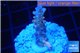 Acropora cherry pop Fijii 1-2 cm WYSIWYG acclimaté
