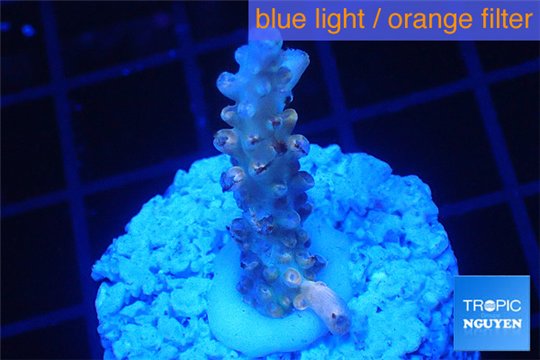Acropora cherry pop Fijii 1-2 cm WYSIWYG acclimaté