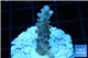 Acropora cherry pop Fijii 1-2 cm WYSIWYG acclimaté