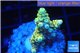Acropora pikachu Indonesia 2-4 cm WYSIWYG acclimaté