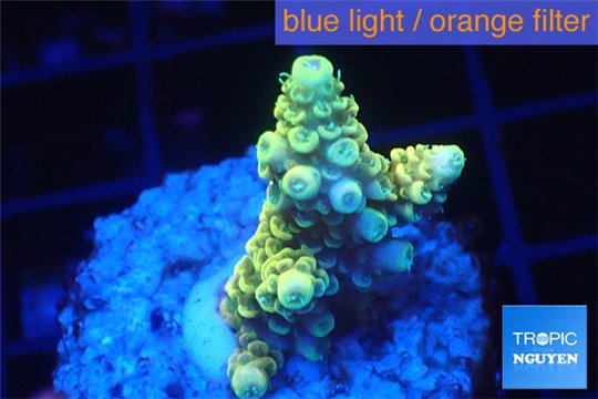 Acropora pikachu Indonesia 2-4 cm WYSIWYG acclimaté
