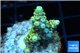 Acropora pikachu Indonesia 2-4 cm WYSIWYG acclimaté