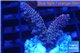 Acropora millepora pink Indonesia 2-4 cm WYSIWYG acclimaté