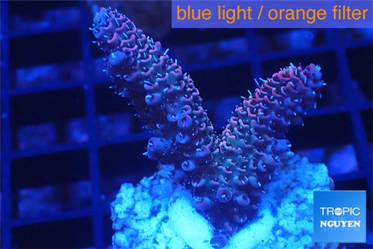 Acropora millepora pink Indonesia 2-4 cm WYSIWYG acclimaté