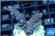 Acropora millepora pink Indonesia 2-4 cm WYSIWYG acclimaté