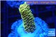 Acropora pikachu Indonesia 2-4 cm WYSIWYG acclimaté