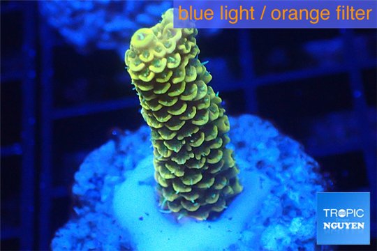 Acropora pikachu Indonesia 2-4 cm WYSIWYG acclimaté