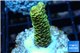 Acropora pikachu Indonesia 2-4 cm WYSIWYG acclimaté